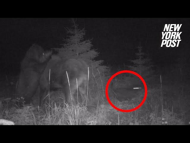 Bear and wolf team up to hunt momma moose and her calf