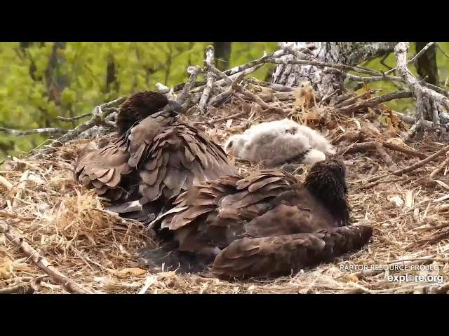 Viewer Discretion Advised | Young hawk eaten alive by eaglets ~ 5-18-2021