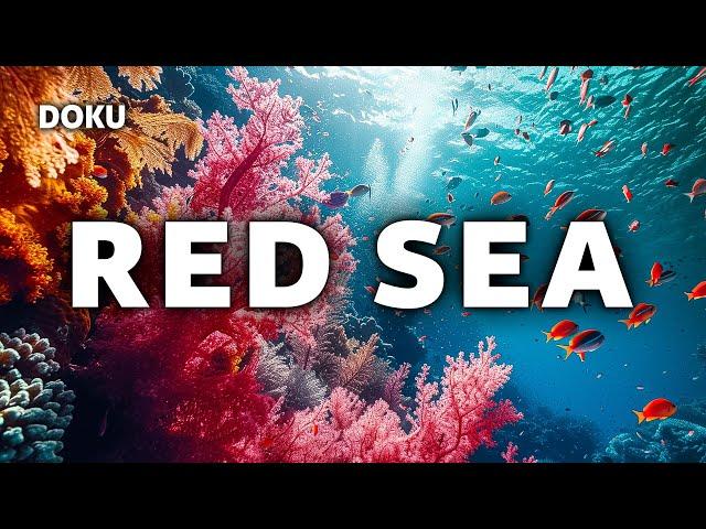 Red Sea (marine documentary from 2016 | Red Sea | completely in German)