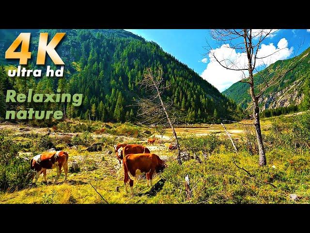 RELAXING 4K Walking in National Park Hohe Tauern, NATURE SOUNDS, Birds song, Water Sounds, Relax:)