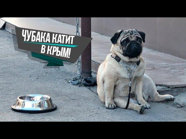 С собакой в Крым на машине / Поломка / Крымский мост / Chubaka Vlog!