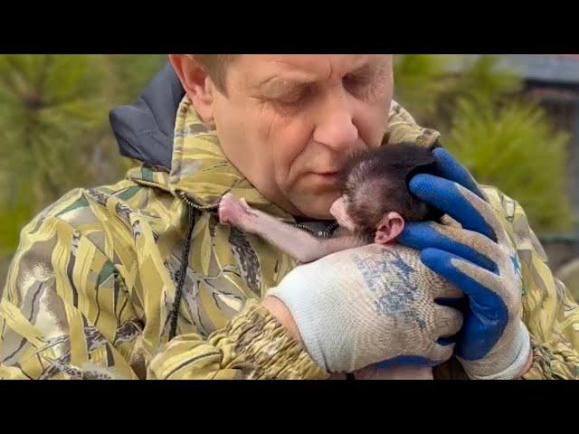 Пришлось СРОЧНО ВМЕШАТЬСЯ! Вожак гамадрил хотел УБИТЬ МАЛЫША! Теперь у нас есть Стёпка!
