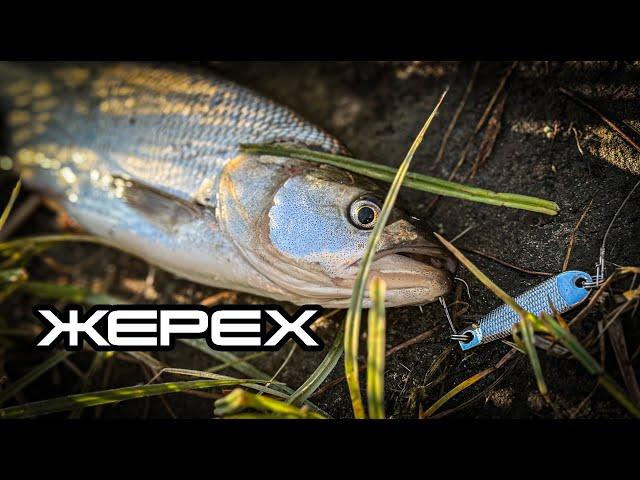 Жерех по-Київськи  Де шукати весною жереха? Місця і поради