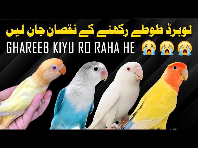 lovebirds rakhne se ghareeb pareshan | lovebird rakhne ke nuksaan janlen | lovebird price update