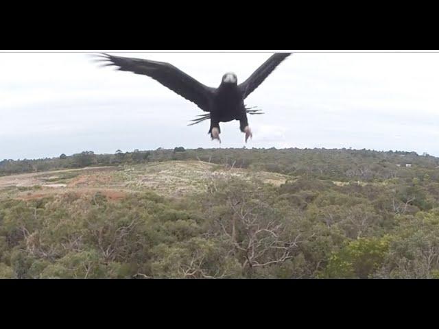 Eagle vs Drone - 2m Wedge-Tailed Eagle takes down Drone. Watch it Punch it out of the sky