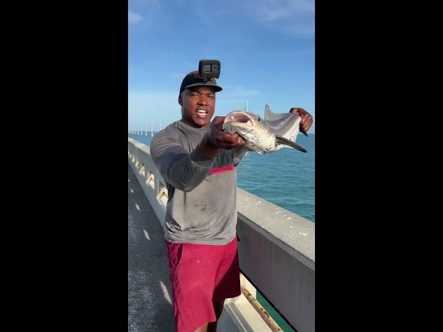 MASSIVE Bull Shark eats Cobia during release (Florida Keys Bridge Fishing)