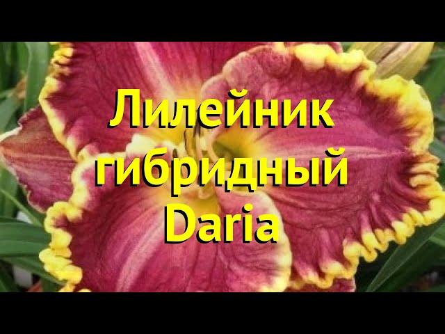 Лилейник гибридный Дарья. Краткий обзор, описание характеристик hemerocallis Daria