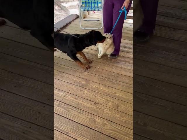 Video of adoptable pet named Grady