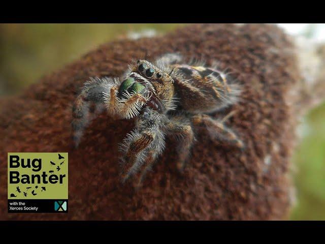 Episode 26: Spider Sense Part 2: Unraveling the Secrets of Arachnids