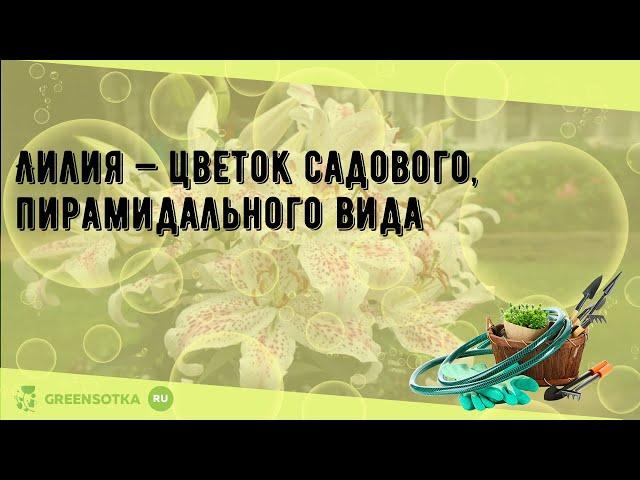 Лилия — цветок садового, пирамидального вида