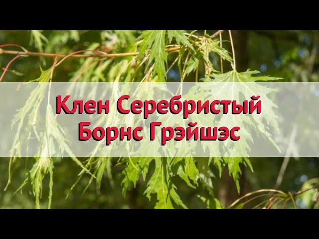 Клен серебристый Борнс Грэйшэс  Обзор: посадка и уход. крупномеры клена: описание и особенности