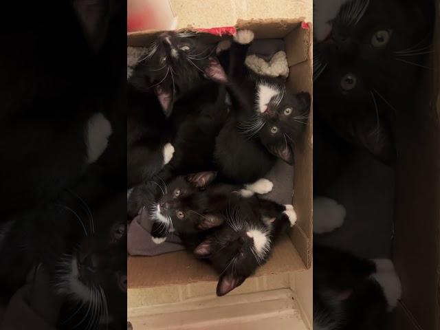 Cute little kittens just chilling in a box #kitten #cats #meow