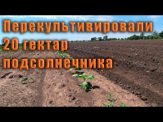 Перекультивировали 20га подсолнечника. МТЗ-892,  КПГ-4,5