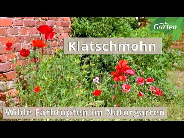 Klatschmohn – Das Ackerwildkraut im Naturgarten | MDR