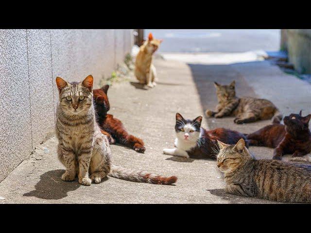 A Day on Japan’s Cat Island with 200 Cats and Wildlife | Ainoshima Island