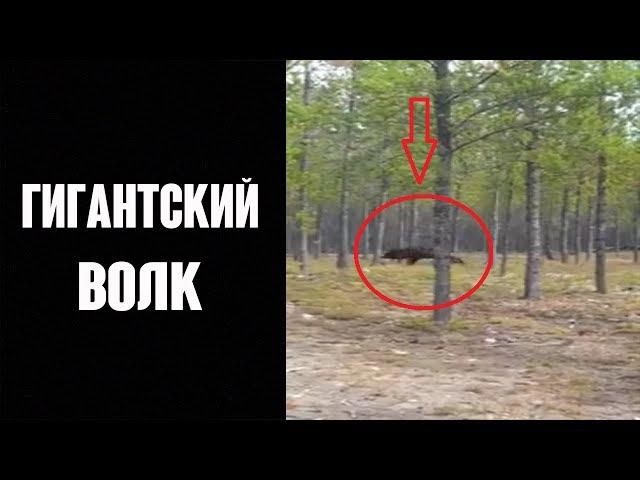 ГИГАНТСКИЙ ВОЛК напал на собаку !