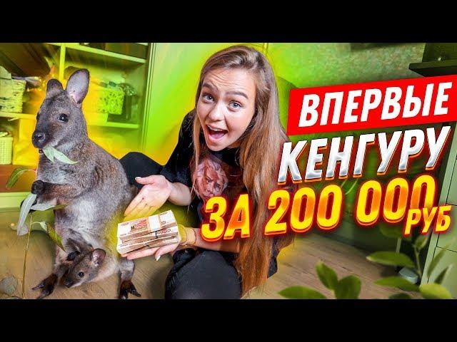 ВПЕРВЫЕ: КЕНГУРУ ЗА 200.000 рублей// 24 ЧАСА С НЕОБЫЧНЫМ ПИТОМЦЕМ