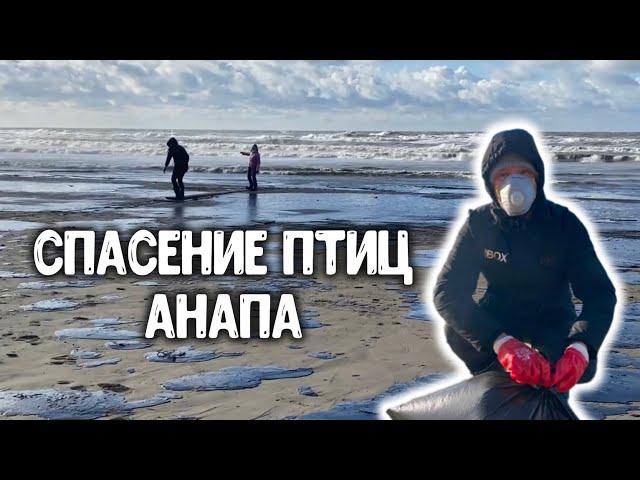 Спасение птиц в Анапе. Катастрофа на Чёрном море прямо сейчас