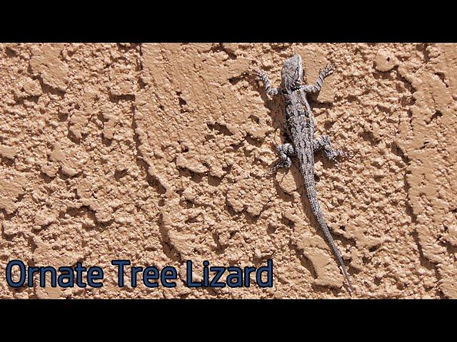 Ornate Tree Lizard