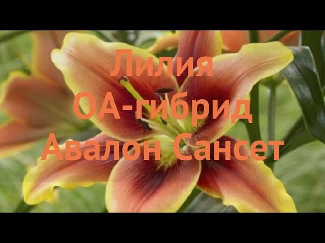 Лилия оа-гибрид Авалон Сансет (avalon sunset)  обзор: как сажать, луковицы лилии Авалон Сансет