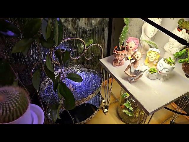 КОМНАТНЫЕ РАСТЕНИЯ #plants #top #garden #цветы #home #orchid #