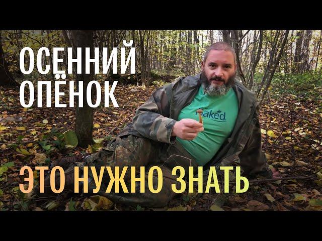 Для новичков. Осенний опёнок. Михаил Вишневский