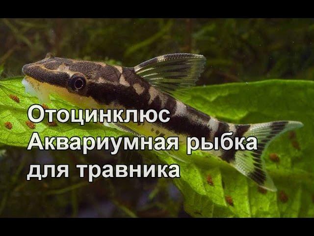 Отоцинклюс рыбка для травников