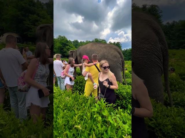 Sochi Hosta - Elephant farm, walking with elephants.Tea Plantations. 25.07.23