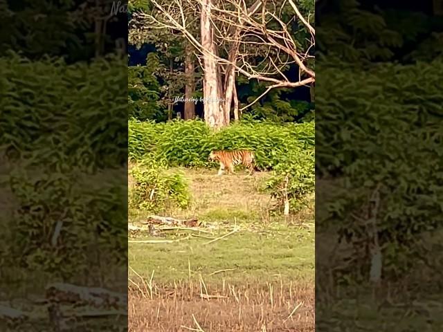 Tiger diariesBoat safari #wildencounter#lucky #tigerdiaries#naturelovers #travelvlog