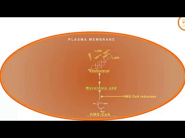 Statin drugs mechanism of action: HMG CoA reductase inhibitors