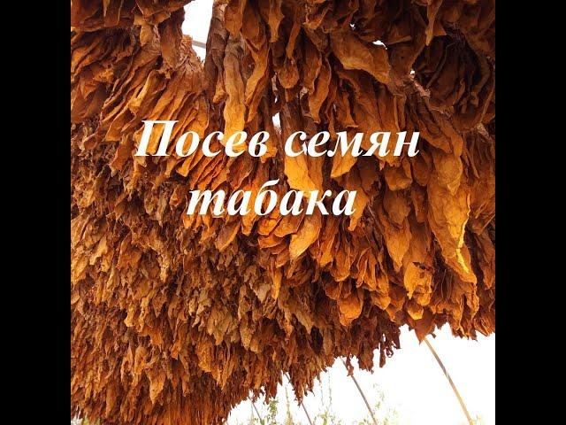 Оригинальный способ посева семян табака
