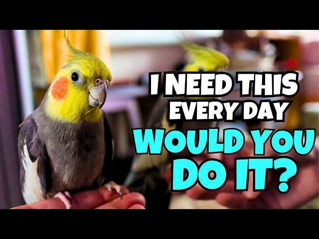 5 Things Your Cockatiel WANTS You to Do Every Day