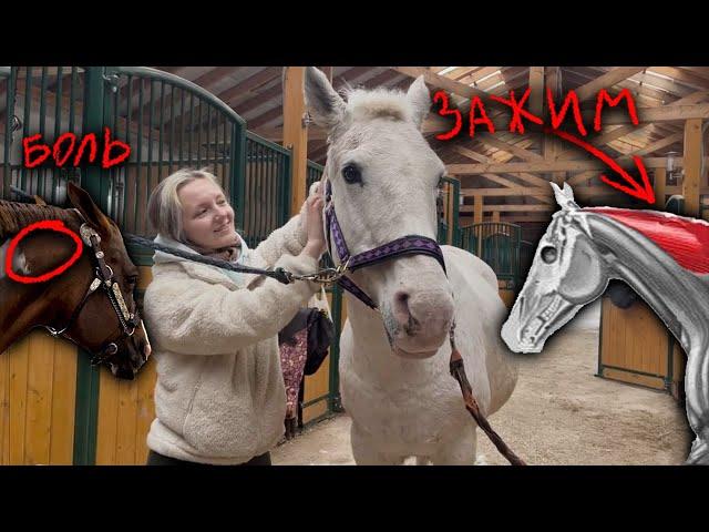 Как самостоятельно определить спазм/зажим у лошади?