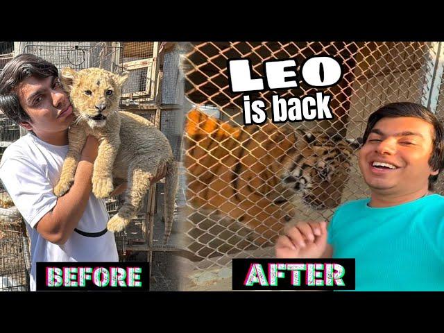 LEO TIGER IS back  🫀 SW PETS HOUSE