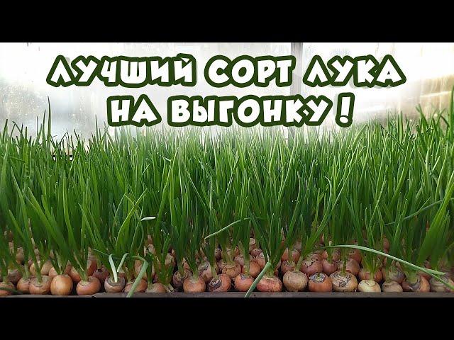 Как выбрать сорт лука на выгонку пера?