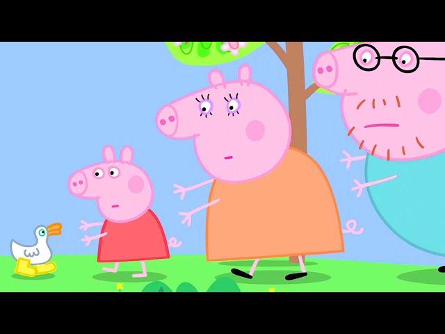 Peppa Pig Can't Find Her Golden Boots| Peppa Pig Official Family Kids Cartoon