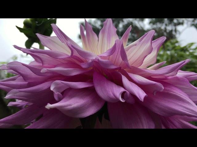 Dinner Plate Dahlias Sir Alf Ramsey in planters / Георгины Sir Alf Ramsey в ящиках.