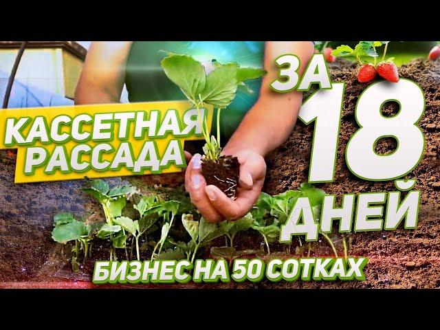 52/20 Как вырастить кассетную рассаду клубники за 18 дней