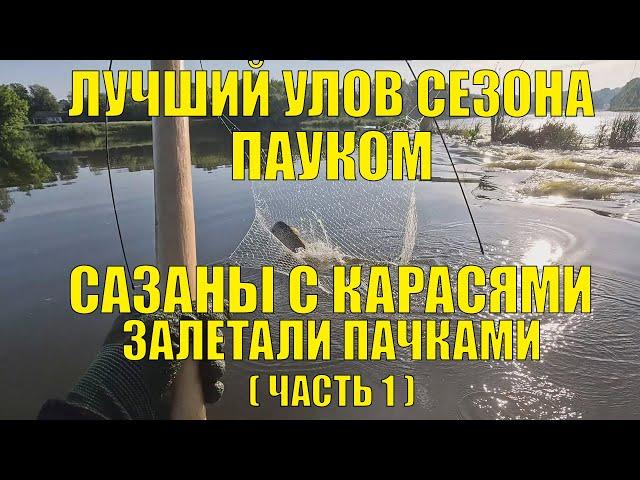 ЛУЧШАЯ РЫБАЛКА ПАУКОМ В СЕЗОНЕ! САЗАНЫ С КАРАСЯМИ ОПЯТЬ ПАЧКАМИ ЗАЛЕТАЛИ! (1-я часть)