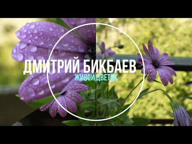 Дмитрий Бикбаев - Живой цветок instrumental