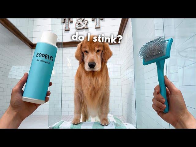 How I Groom My Golden Retriever ASMR