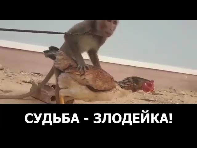 Обезьяна и курица!#обезьянаикурица#