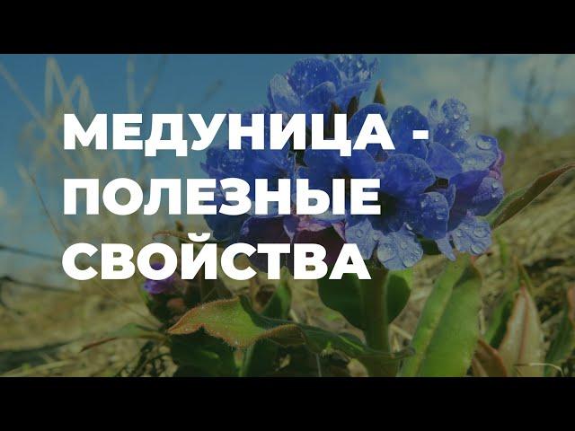 Медуница - полезные свойства / Захар Травник