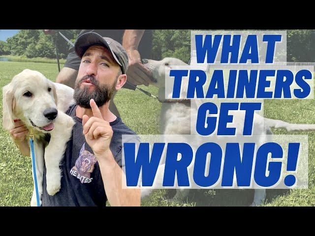 What YouTube 'Dog Trainers' Get WRONG!!