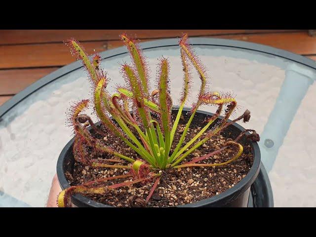 Drosera Capensis - The Perfect Beginner Sundew