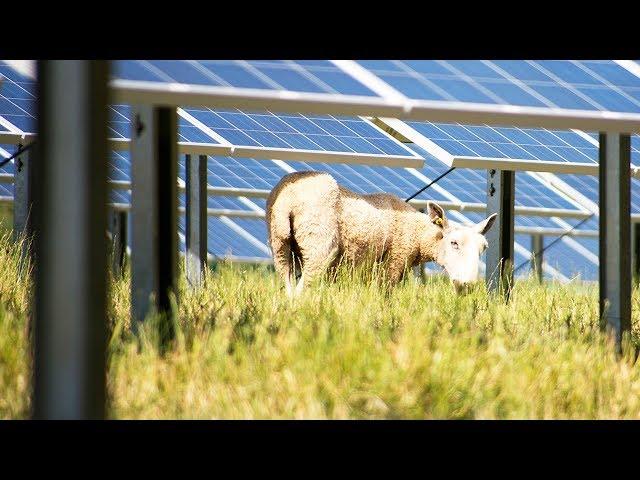 Sheep  solar farms| Lightsource bp I Global Leaders in Solar Development