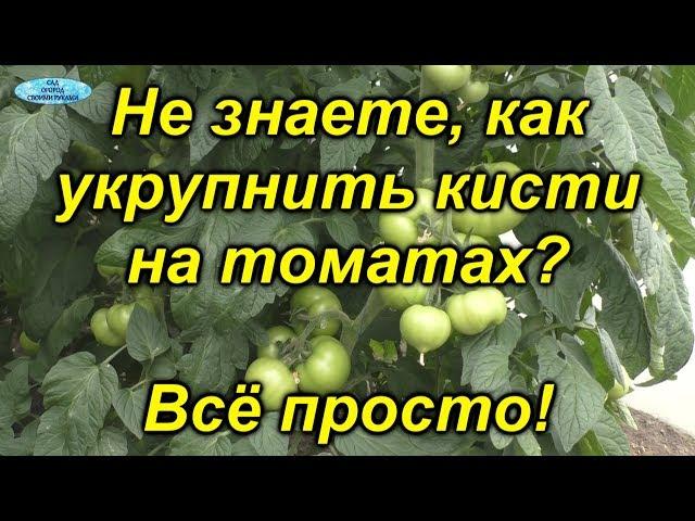 Именно эта подкормка даёт урожай крупных томатов!