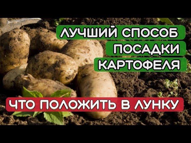 Посадка картофеля.Что положить в лунку при посадке картофеля. Самый лучший способ посадки картофеля.