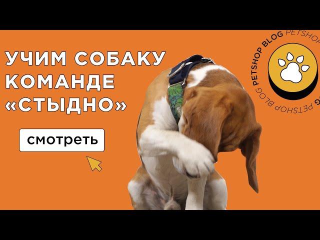 КАК НАУЧИТЬ СОБАКУ КОМАНДЕ СТЫДНО? (Закрываем морду лапой) 