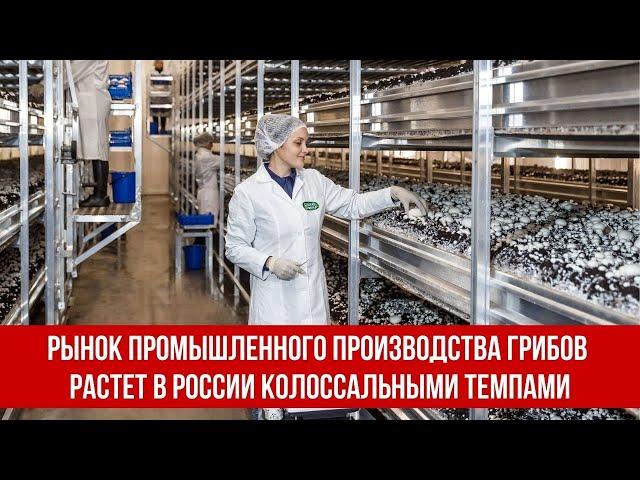 Рынок промышленного производства грибов растет в России колоссальными темпами